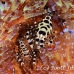 shrimp_coleman_bhr_tam_h_0506_bal6462.jpg